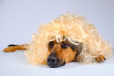 Köpek portresi, evcil hayvan konsepti