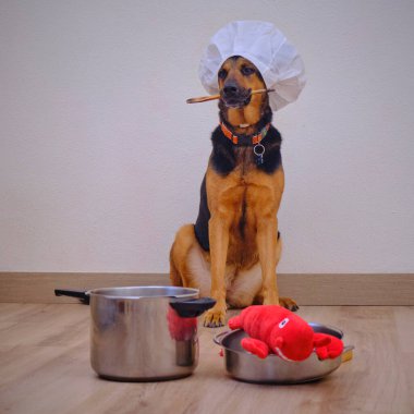 Köpek ve yiyecek ahşap masada.