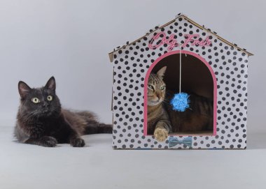 Kedi ve kedi stüdyoda.