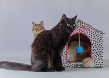 Evdeki sevimli kedi.