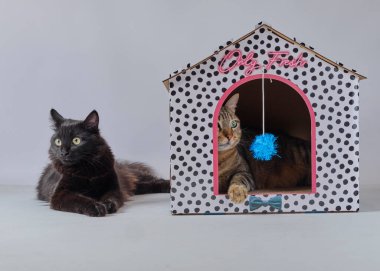 Siyah kedili siyah beyaz kedi yavrusu kutuda oturuyor.