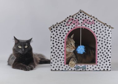 Şirin kedi ve kedi yavrusu