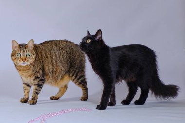 Beyaz arka planda iki kedi