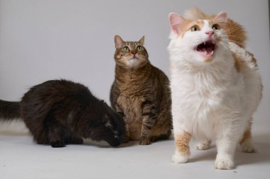 kedi ve kedi yavrusu beyaz arkaplanda oynuyor