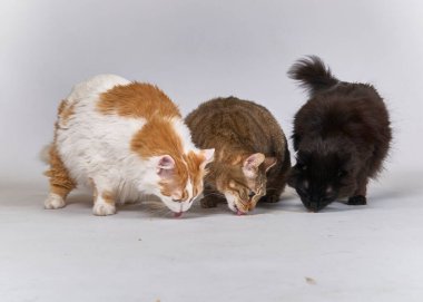 Beyaz arka planda üç kedi