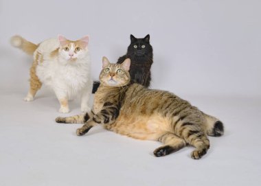 Üç kedi yerde birlikte yatıyor.