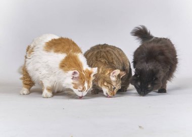 beyaz zemin üzerinde kedi