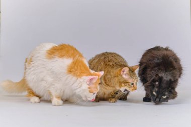 Beyaz arka planda kedi ve kedi yavrusu