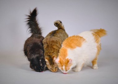 Şirin kediler ve kediler birlikte. beyaz arkaplanda izole