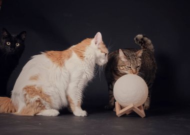 İki kedi bir kasede oturup birbirlerine bakıyorlar.