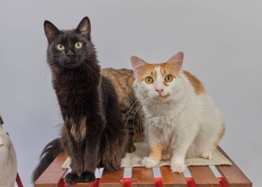 beyaz zemin üzerinde iki kedi