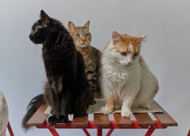 Kedi ve kedi yavruları beyaz bir arka planda oturuyorlar..