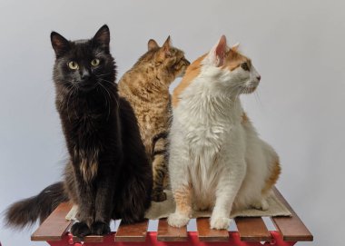 Gri arka planda birlikte oturan üç kedi..