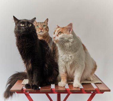 Gri bir arka planda siyah gözlü ve beyaz kürklü iki sevimli kedi.