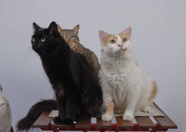 kedi masada oturuyor.