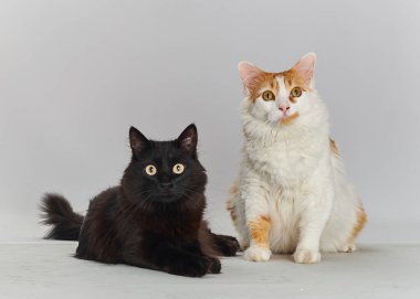 Gri arka planda iki tatlı siyah beyaz kedi