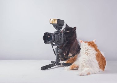İki komik kedi tripodla film izliyor..