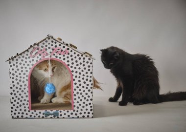 kedi ve kedi yavruları evde.