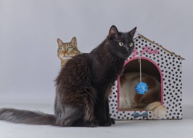 Beyaz arka planda iki sevimli kedi.