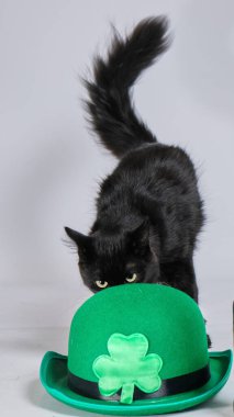Şapkalı sevimli kedi ve gri arka planda yonca. Aziz Patrick Günü kutlaması.