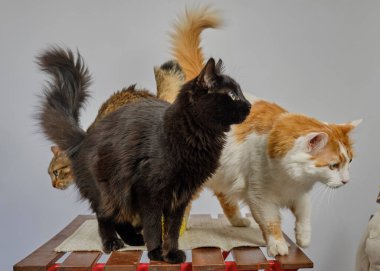 Kedi ve kediler odada dikiliyorlar.