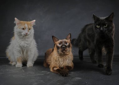 Stüdyoda üç kedi. izole edilmiş.