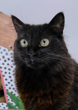 Sarı gözlü kara kedi.