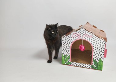 Siyah kedi bir evin önünde.