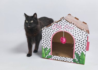 Beyaz arka planda sevimli bir kedi yavrusu. yüksek kaliteli fotoğraf