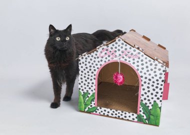 Kutudaki şirin kedi.