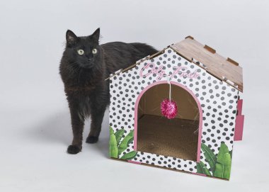 bir evde kedi ve kedi