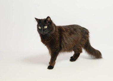 Beyaz arka planda siyah kedi