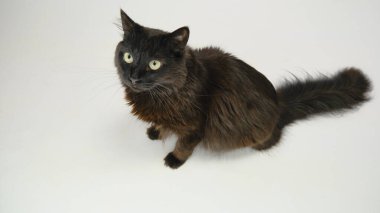 Beyaz arka planda kedi, siyah renkli kedi ve beyaz.