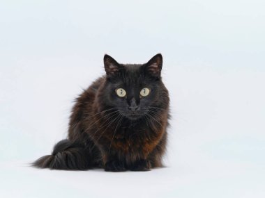 Bir stüdyoda izole edilmiş siyah bir kedinin portresi.