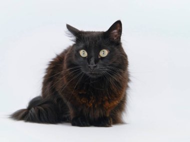 beyaz arka planda kedi, izole