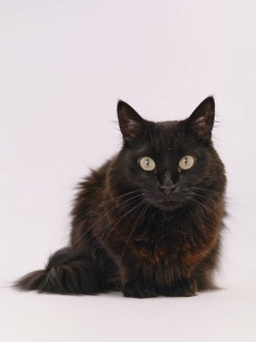 siyah arka plan üzerine kedi