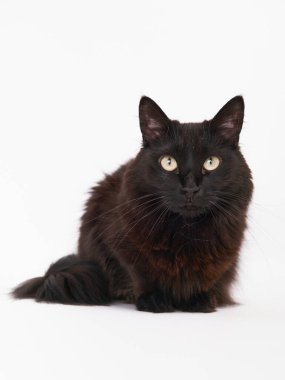 Siyah kedi beyaz arkaplanda izole edilmiş