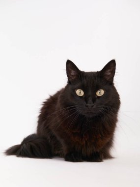 kedi beyaz arkaplanda izole edildi