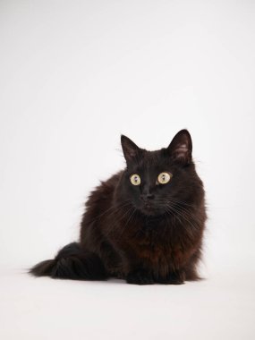 Beyaz arka planda sevimli tüylü kedi