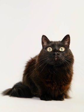 Mavi gözlü İngiliz siyah kedisinin portresi.