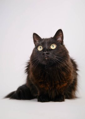 Büyük gözlü sevimli siyah kedi.