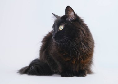 Açık arkaplanda yeşil gözlü siyah kedi