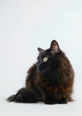 Gri arka planda oturan siyah kedi