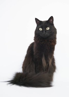 Beyaz arka planda oturan siyah tüylü kedi..