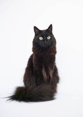 Maine coon kedi siyah bir zemin üzerine.