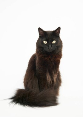 Siyah kedi beyaz arka planda tek başına oturuyor.