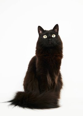 Beyaz arka planda siyah kedi