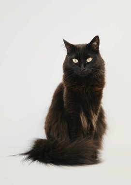 Renkli bir arka planda kedi