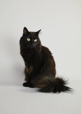 Beyaz arka planda oturan kedi