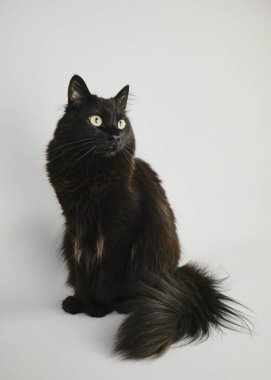 Sarı gözlü kara kedi.